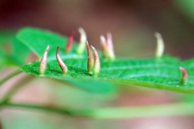 Limonlu tırnak taşlarının makro fotoğrafı, Eriophyes tiliae, bir yaprağın üzerinde.