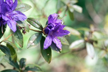 Rhododendron augustinii türünün çiçekleri.
