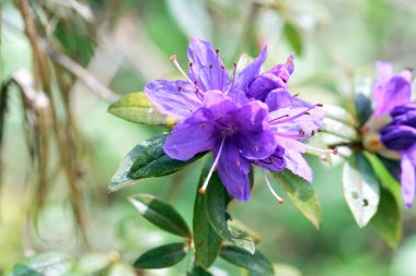 Rhododendron augustinii türünün çiçekleri.