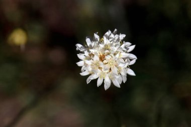 Ermeria villosa bitkisinin çiçeği.. 