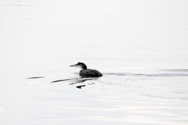 Avam kafalının teki, Gavia immer, bir gölde üremeyen tüyler içinde.