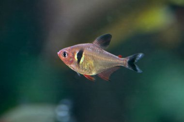 Siyah bir hayalet tetra, Megalamphodus megalopterus