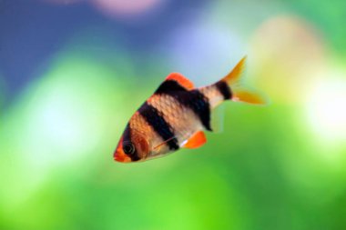 Bir Tiger Barb veya Sumatra Barb, Puntigrus tetrazona