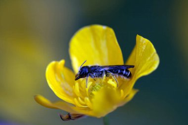 Büyük bir makas arısı, Chelostoma Florisomne, sarı bir çiçekte.