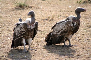 Rueppell 'in akbabaları, Gyps Ruppelli, Kenya' daki Masai Mara 'da.
