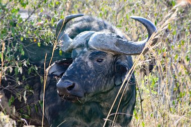 Afrikalı bufalo, Syncerus caffer, Kenya 'daki Masai Mara çalılığında.. 