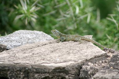 Siyah boyunlu bir agama, Acanthocercus atricollis, Uganda 'da bir kayanın üzerinde.. 