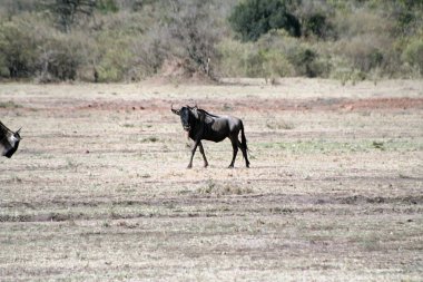 Mavi Antilop, Connochaetes Taurinus, Kenya 'daki Masai Mara' da..