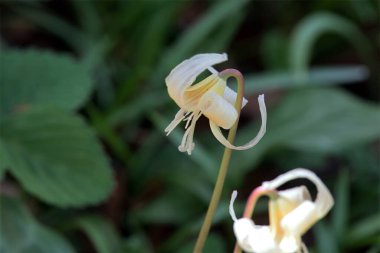 Kaliforniya zambağının çiçeği, Erythronium calinicu