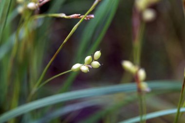 Beyaz çiçekli bir setin Macro fotoğrafı, Carex Alba