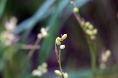 Beyaz çiçekli bir setin Macro fotoğrafı, Carex Alba