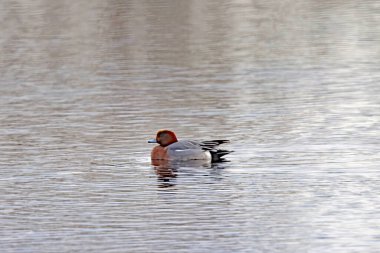 Avrasya Wigeon 'u, Mareca Penelope, bir gölde.
