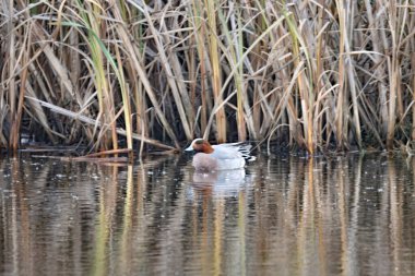 Avrasya Wigeon 'u, Mareca Penelope, bir gölde.