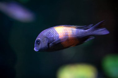 Sarışın bir cichlid, Tropheus moori, koyu bir arka planı var.. 