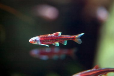 Gökkuşağı parlatıcısının yakın plan fotoğrafı, Hydrophlox Chrosomus