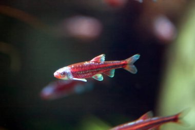 Gökkuşağı parlatıcısının yakın plan fotoğrafı, Hydrophlox Chrosomus