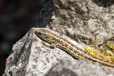 Kum Kertenkelesi, Lacerta agilis, bir kayanın üzerinde. 