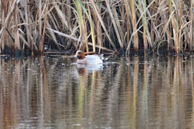 Avrasya Wigeon 'u, Mareca Penelope, bir gölde.