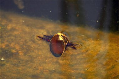 Büyük dalış böceği, Dytiscus marginalis, sığ sularda.. 