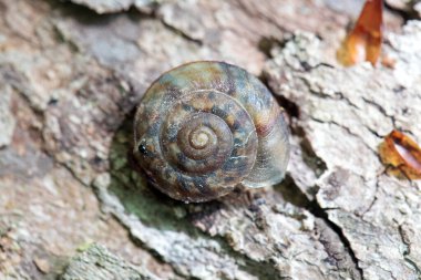 Tahta arka planda Helicigona lapicida türünün kara salyangozu.. 