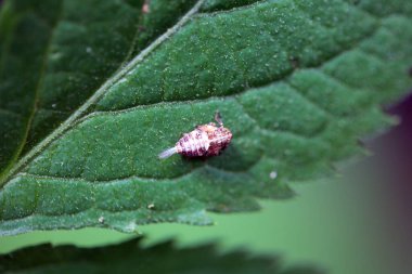 Planthopper türünün perisi Bir yaprak üzerinde Issus coleoptratus.