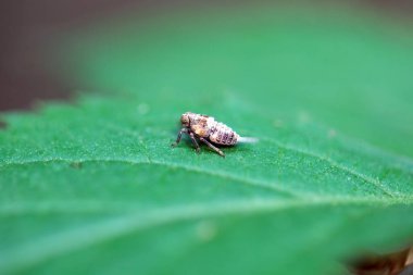 Planthopper türünün perisi Bir yaprak üzerinde Issus coleoptratus.