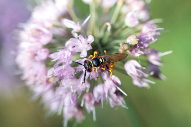 Avrupa Arı Kurdu, Philanthus Triangulum, bir çiçek üzerinde.