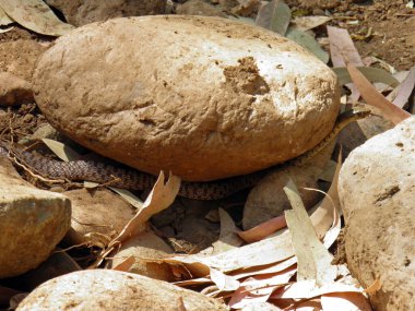 Çiçekli bir yarışçı, Platyceps florulentus, Etiyopya 'da, kuru bir nehir yatağında bir taşın altında saklı.. 