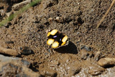 Sarı bir kelebek, Junonia hiyerta