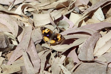 Sarı bir kelebek, Junonia hiyerta