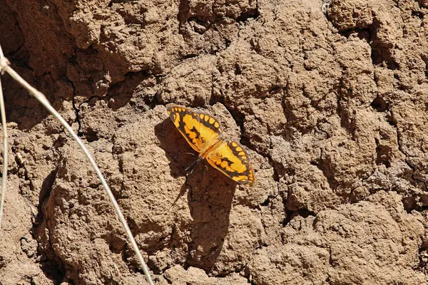 Benekli bir şakacı, Byblia ilithyia, kahverengi topraklarda. 