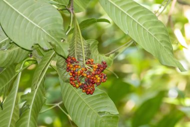 Psychotria viridis ağacının meyveleri ve yaprakları. 