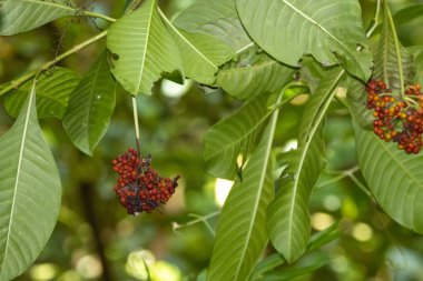 Psychotria viridis ağacının meyveleri ve yaprakları. 