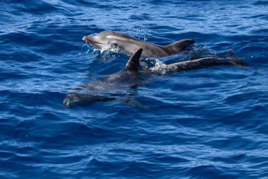 İspanya 'nın Gran Canaria kenti yakınlarındaki Atlantik Okyanusu' nda iki dişli yunus, Steno bredanensis.. 