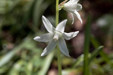 Beytüllahim 'in sarkmış yıldızı, Ornithogalum cevizleri.
