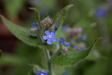 Sonsuza dek yeşil bir böcek ilacı, Pentaglottis sempervirens