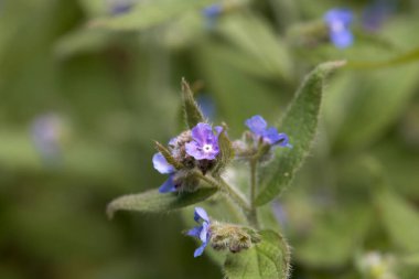 Sonsuza dek yeşil bir böcek ilacı, Pentaglottis sempervirens