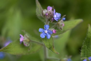 Sonsuza dek yeşil bir böcek ilacı, Pentaglottis sempervirens
