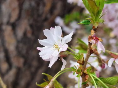 Kış çiçekli kiraz ağacının çiçeği, Prunus x subhirtella