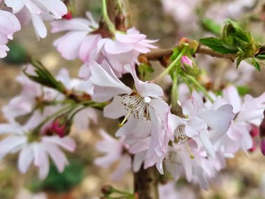 Kış çiçekli kiraz ağacının çiçeği, Prunus x subhirtella