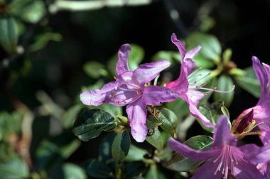 Bir Rhododendron çalı çiçeği