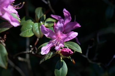 Bir Rhododendron çalı çiçeği