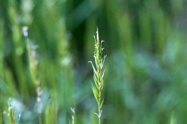 Anthoxanthum odoratu 'nun tatlı bahar otlarının enfeksiyonu