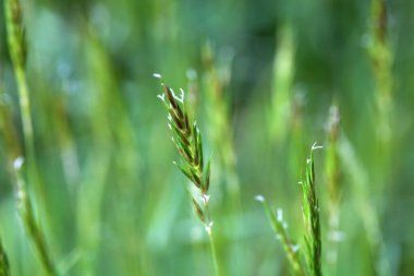 Anthoxanthum odoratu 'nun tatlı bahar otlarının enfeksiyonu
