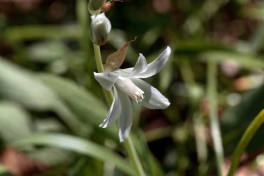 Beytüllahim 'in sarkmış yıldızı, Ornithogalum cevizleri.