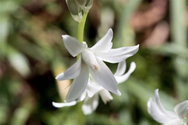Beytüllahim 'in sarkmış yıldızı, Ornithogalum cevizleri.