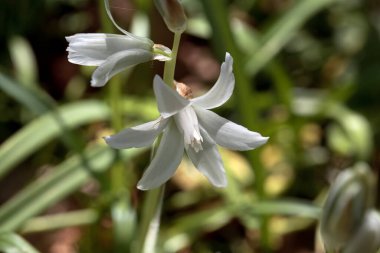 Beytüllahim 'in sarkmış yıldızı, Ornithogalum cevizleri.