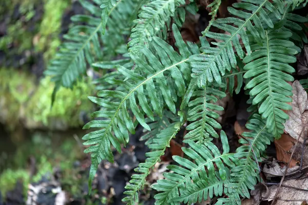 Yaygın polipody eğreltiotu yaprakları, Polypodium kaba