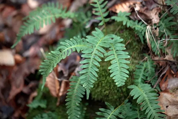 Yaygın polipody eğreltiotu yaprakları, Polypodium kaba