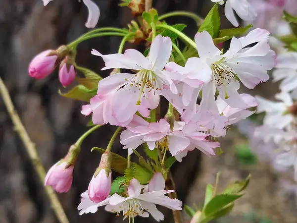 Kış çiçekli kiraz ağacının çiçeği, Prunus x subhirtella
